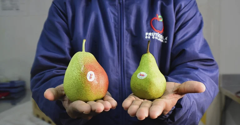 Distribuidores de frutas en Medellín